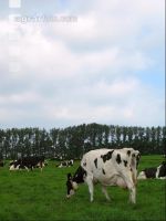 Holstein Weide 22