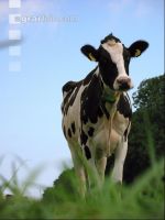 Holstein Weide 21