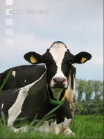 Kuhprotrait Holstein 1