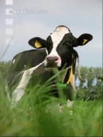 Holstein Weide 19
