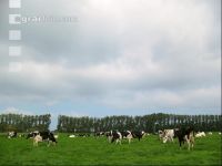 Holstein Weide 18
