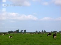 Holstein Weide 16