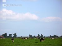 Holstein Weide 14