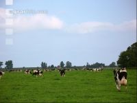 Holstein Weide 13