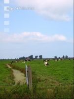 Holstein Weide 12