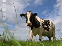 Holstein Weide 9