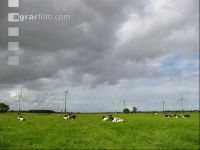 Holstein Weide 5