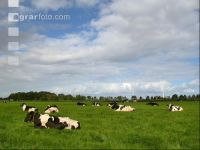Holstein Weide 4