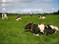 Holstein Weide 3