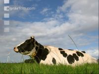 Holstein Weide 2
