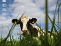 Holstein Weide 1