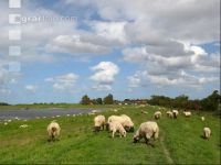 Schafe Nordseeküste 1