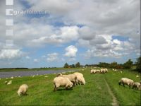 Schafe Nordseeküste 8