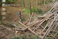 Forstarbeiter 1