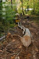 Holzbringung 2