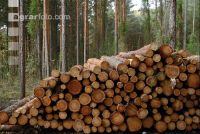 Fir log 1