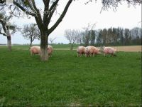 Edelschwein Auslauf 2