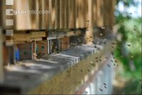 Bienenflug vor Stock 1