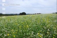 Blooming cover crop 1
