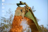Wood chips alder 2