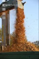 Wood chips alder 14