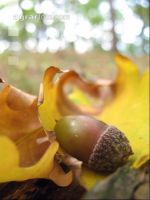 Eiche Frucht 1