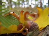 Eiche Frucht 2