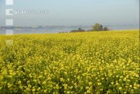 Senf Nebel 1