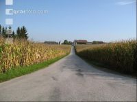 Straße durch Mais 
