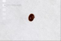 Varroamilbe