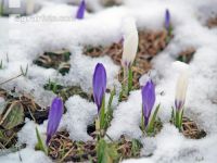 Krokus Neuschnee 3