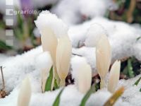 Krokus Neuschnee 1