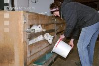 Kitze Milch 2
