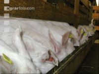 Kitze Milch 9