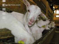 Kitze Milch 13