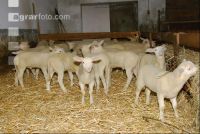 Milchschaf Lämmer 14