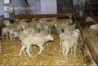 Milchschaf Lämmer 21