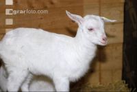 Kitze 10