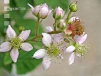 Brombeere Blüte 1