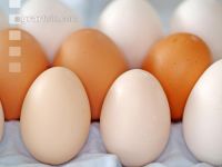 Eier 4