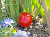 Rotes Osterei 1