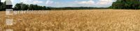 Gerste Panorama 14