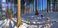 Fichten Schnee 1