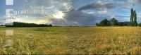Gerste Panorama 11