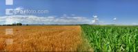 Gerste Panorama 9