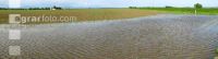 Hochwasser Mais