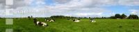 Holstein Windrad 1