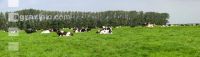 Holstein Windrad 2