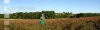 Kartoffel Panorama 1