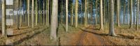 Wald Morgen 3